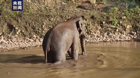 夢到大象在水裡 探花族
